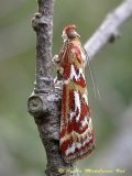 Acrobasis porphyrella